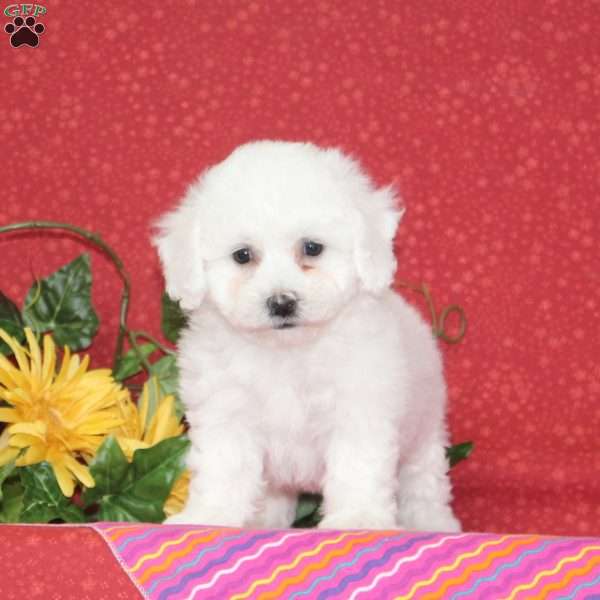 Plum, Bichon Frise Puppy